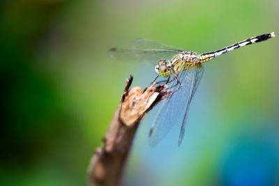 Close-up of damselfly on leaf