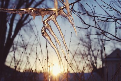 Close-up of plant at sunset