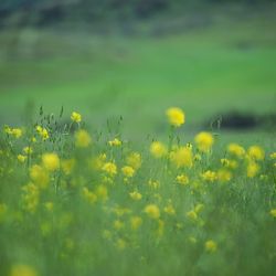 Close-up of yellow flowers growing in field