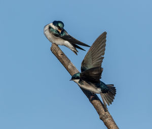 Low angle view of bird flying against clear blue sky