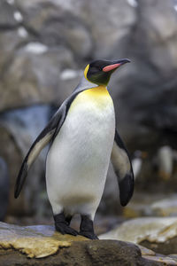 Close-up of bird perching on rock