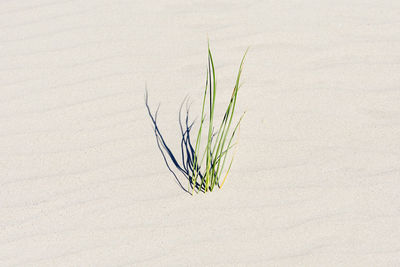 High angle view of plant growing on sand