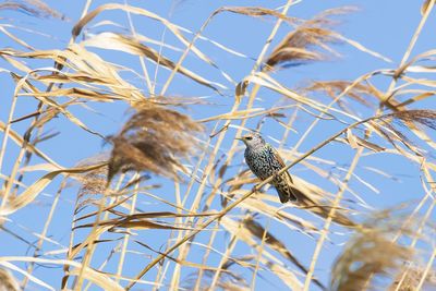 Low angle view of bird perching on branch