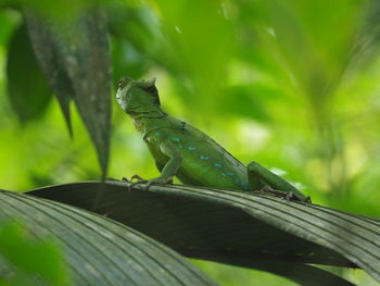 Close-up of bird perching on leaf