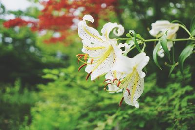 Close-up of white flower