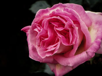 Close-up of pink rose blooming against black background