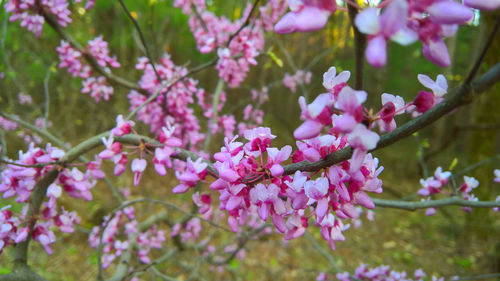 Close-up of pink flowers