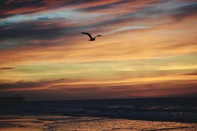 Seagull flying over sea against sunset sky