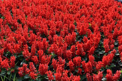 High angle view of red flowering plants on field