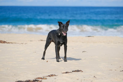 Full length of a dog on beach