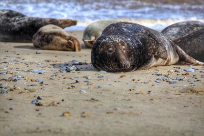 Seals on a norfolk beach