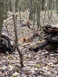 View of a reptile in a forest