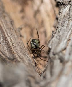 Close-up of insect