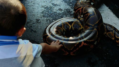 Rear view of kid touching snake at zoo