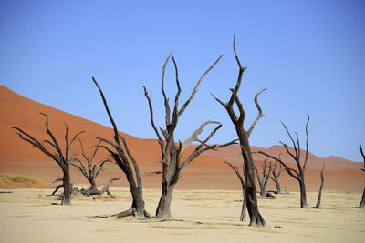 Bare tree in desert against clear blue sky