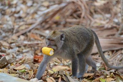 Monkeys in a field