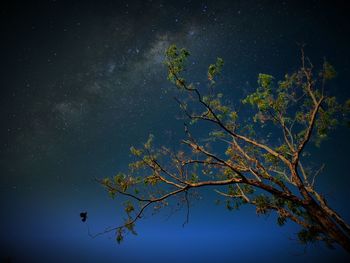 Low angle view of tree against sky at night