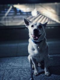 Portrait of dog sitting outdoors