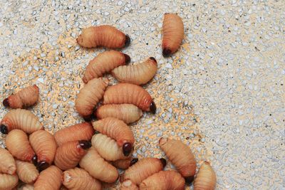 High angle view of eggs on sand