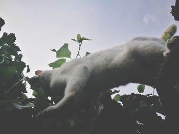 Low angle view of horse against sky