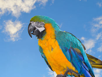 Blue and yellow macaw latin name ara ararauna