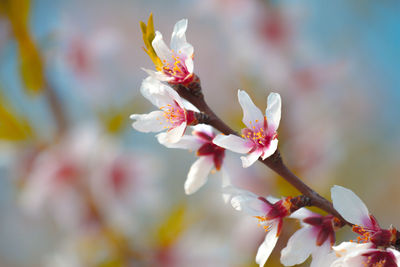 Beautiful almond blossoms on the almond tree branch