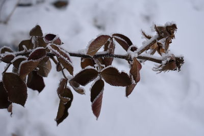 Close-up of frozen leaves on tree during winter