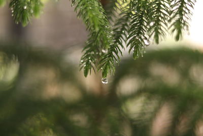 Close-up of raindrops on pine tree