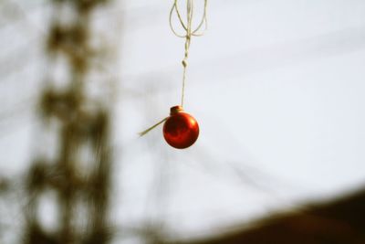 Close-up of red berries hanging on tree