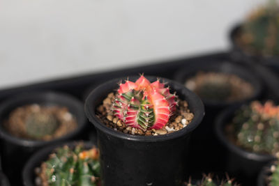 Close-up of potted plant