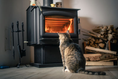 Close-up of cat sitting on floor