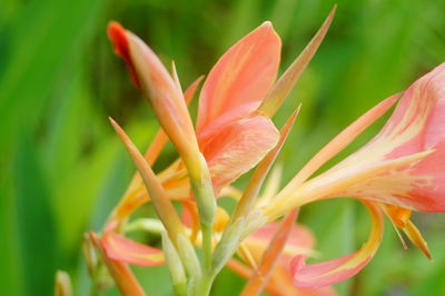 Close-up of red flowering plant