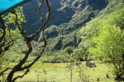 Scenic view of forest