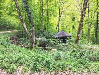 Trees in forest