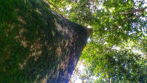 Low angle view of tree