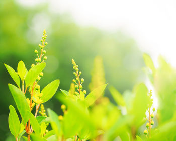 Close-up of plant growing on field