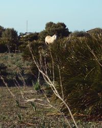 Sheep on grass by tree against sky