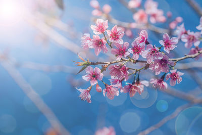 Close-up of pink cherry blossoms