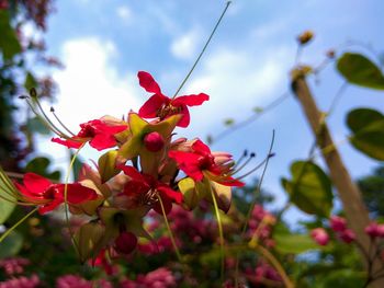 Close-up of red flowers blooming on tree against sky
