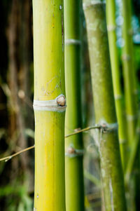 Close-up of bamboo plants