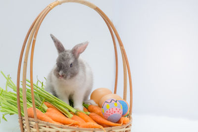 View of cat in basket