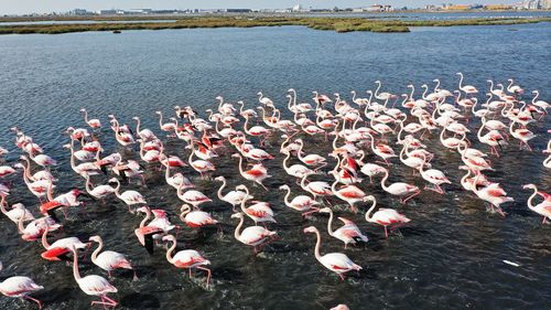 High angle view of birds swimming in lake