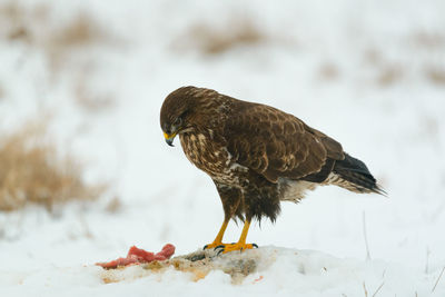 Close-up of bird perching on snow