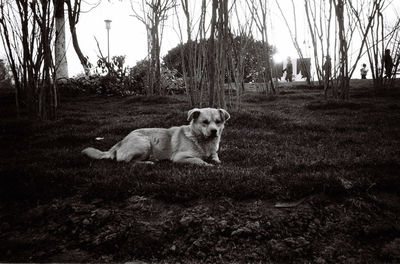 Portrait of dog relaxing on field