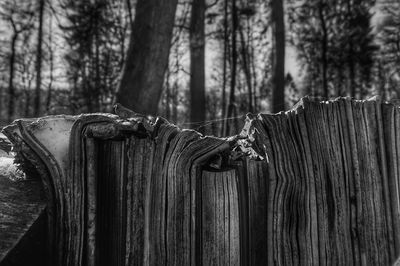 Close-up of wooden post on tree trunk in forest