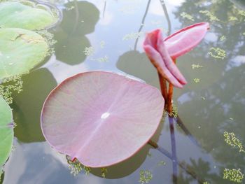 High angle view of water lily in pond