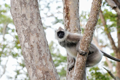 Low angle view of monkey on tree