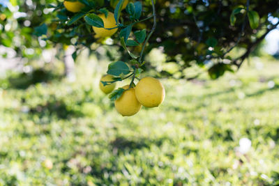 Close-up of lemon tree