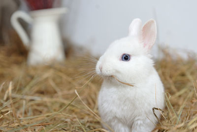 Close-up of a rabbit