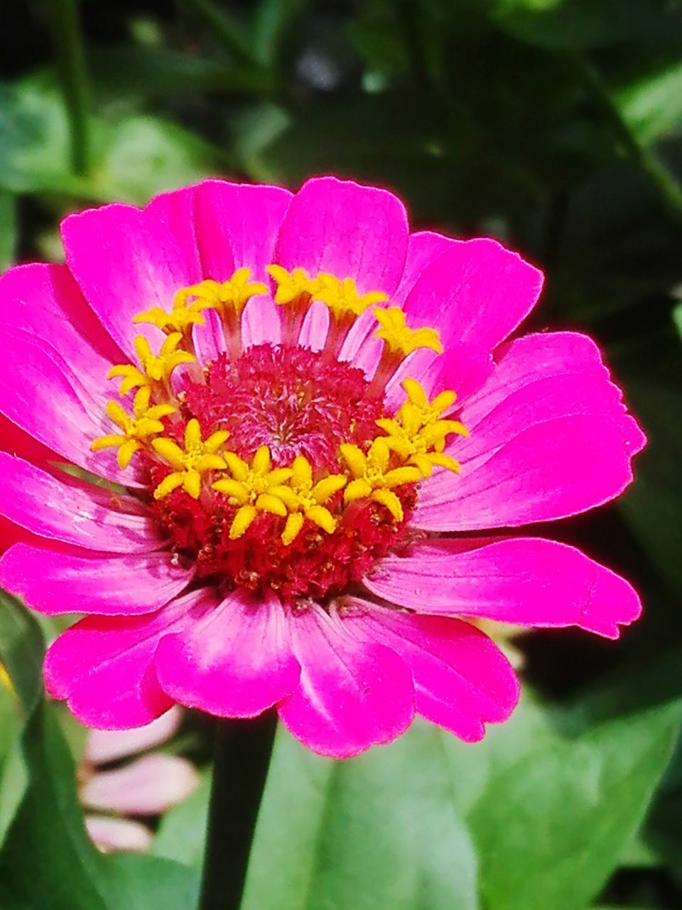 CLOSE-UP OF PINK FLOWER WITH WATER DROPS ON PETAL